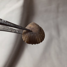 Charger l'image dans la galerie, Gibbirhynchia tiltonensis
