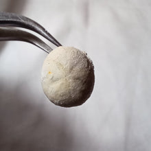 Charger l'image dans la galerie, Hemiaster angustipneustes
