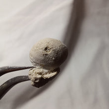 Charger l'image dans la galerie, Hemiaster angustipneustes
