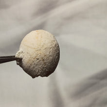 Charger l'image dans la galerie, Plagiochasma elongatus
