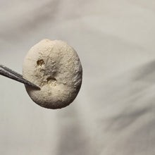 Charger l'image dans la galerie, Plagiochasma elongatus
