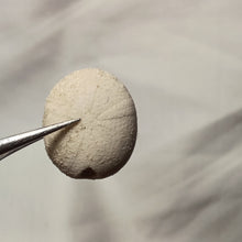 Charger l'image dans la galerie, Pseudopyrina ovulum
