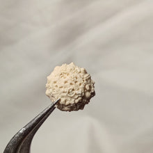 Charger l'image dans la galerie, Salenidia gibba
