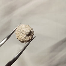 Charger l'image dans la galerie, Salenidia gibba
