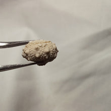 Charger l'image dans la galerie, Salenidia gibba
