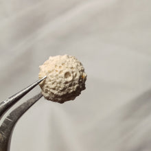 Charger l'image dans la galerie, Salenidia gibba
