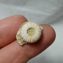 Charger l'image dans la galerie, Tetragramma variolare
