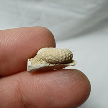 Charger l'image dans la galerie, Tetragramma variolare
