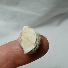 Charger l'image dans la galerie, Tetragramma variolare
