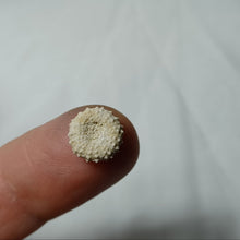 Charger l'image dans la galerie, Allomma bonei
