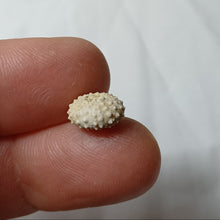 Charger l'image dans la galerie, Allomma bonei
