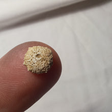 Charger l'image dans la galerie, Hyposalenia acanthoïdes
