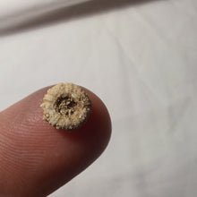 Charger l'image dans la galerie, Hyposalenia acanthoïdes
