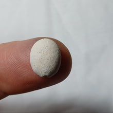 Charger l'image dans la galerie, Plagiochasma elongatus
