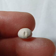 Charger l'image dans la galerie, Plagiochasma elongatus
