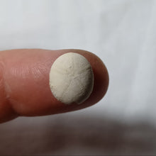 Charger l'image dans la galerie, Plagiochasma elongatus
