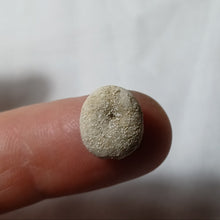 Charger l'image dans la galerie, Plagiochasma elongatus
