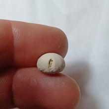 Charger l'image dans la galerie, Plagiochasma elongatus
