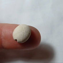 Charger l'image dans la galerie, Plagiochasma elongatus
