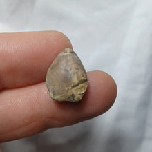 Charger l'image dans la galerie, Zeilleria subdigona
