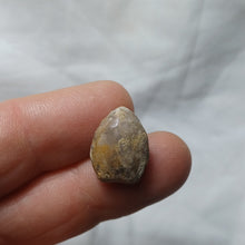 Charger l'image dans la galerie, Zeilleria subdigona
