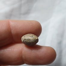 Charger l'image dans la galerie, Zeilleria subdigona
