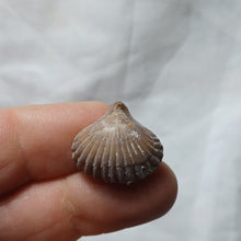 Charger l'image dans la galerie, Torquirhynchia guebhardi
