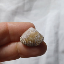 Charger l'image dans la galerie, Torquirhynchia guebhardi
