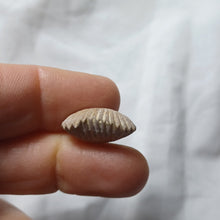 Charger l'image dans la galerie, Torquirhynchia guebhardi
