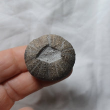 Charger l'image dans la galerie, Phymosoma maresi
