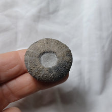 Charger l'image dans la galerie, Phymosoma maresi
