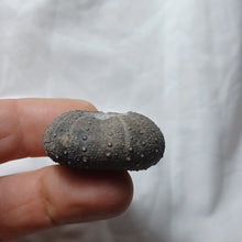 Charger l'image dans la galerie, Phymosoma maresi
