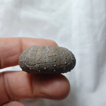 Charger l'image dans la galerie, Phymosoma maresi
