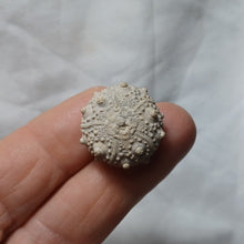 Charger l'image dans la galerie, Pseudosalenia cotteaui
