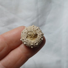 Charger l'image dans la galerie, Pseudosalenia cotteaui
