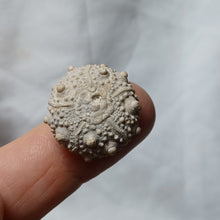 Charger l'image dans la galerie, Pseudosalenia cotteaui
