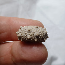 Charger l'image dans la galerie, Pseudosalenia cotteaui
