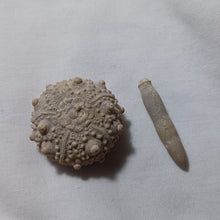 Charger l'image dans la galerie, Pseudosalenia cotteaui
