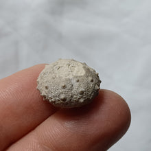 Load image into Gallery viewer, Hemipedina ferryi
