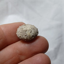 Load image into Gallery viewer, Hemipedina ferryi
