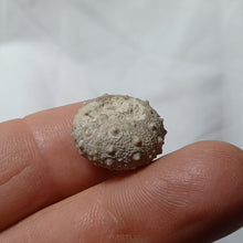 Load image into Gallery viewer, Hemipedina ferryi
