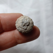 Load image into Gallery viewer, Hemipedina ferryi
