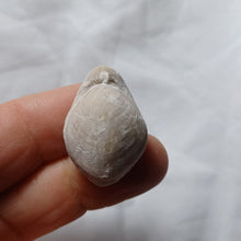 Charger l'image dans la galerie, Cyrtothyris aff. boucheroni
