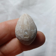 Charger l'image dans la galerie, Cyrtothyris aff. boucheroni
