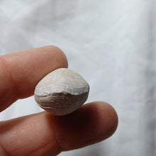 Charger l'image dans la galerie, Cyrtothyris aff. boucheroni
