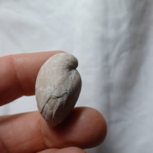 Charger l'image dans la galerie, Cyrtothyris aff. boucheroni
