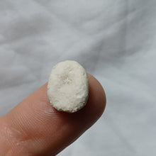 Charger l'image dans la galerie, Nucleopygus parallelus
