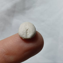 Charger l'image dans la galerie, Nucleopygus parallelus
