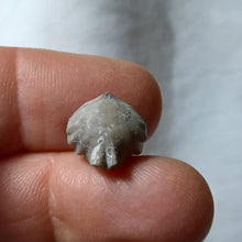 Charger l'image dans la galerie, Homoeorhynchia cynocephala
