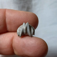 Charger l'image dans la galerie, Homoeorhynchia cynocephala
